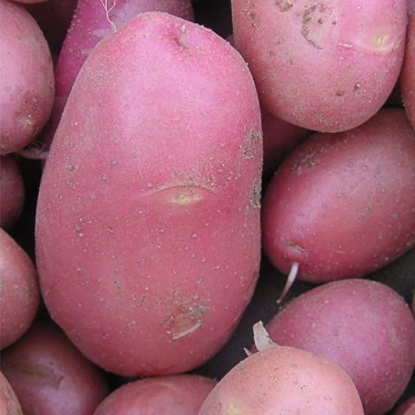 Pomme de terre rouge Dalida