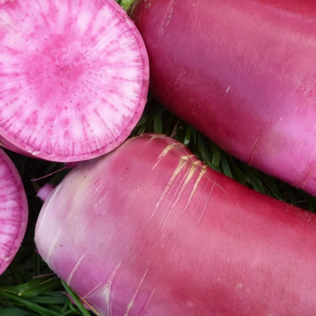 Radis rose d'hiver