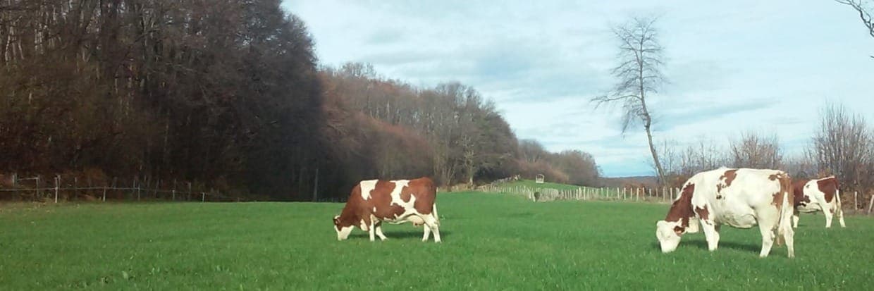 Bannière de Divine glacée / GAEC du grand Tilleul