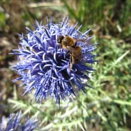 Miellerie "A Travers Champs" #3