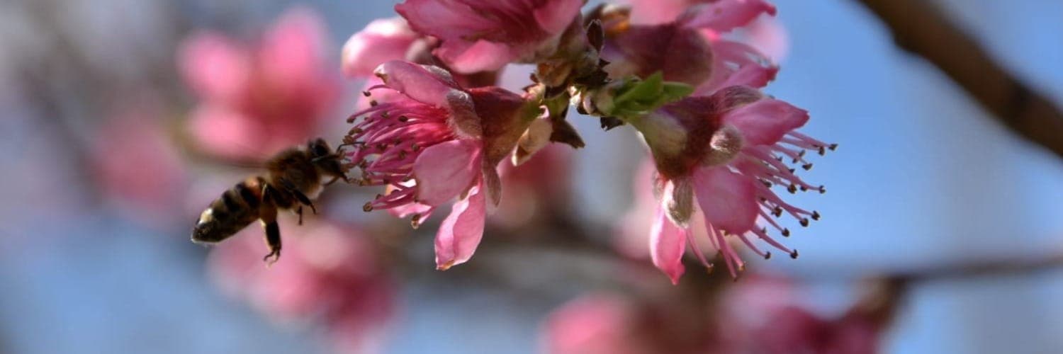Bannière de Les Abeilles du Mont Plaisir