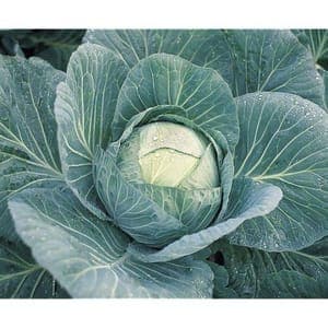 Plant de Chou cabus 'Cabton F1'