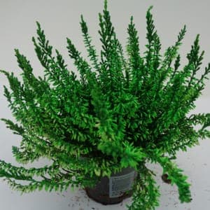 Calluna teintée verte pot 10 cm