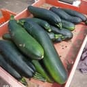 Courgettes