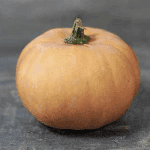 Courge Carat 'mini musquée'