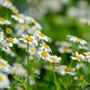 Plant de fleur vivace - GRANDE CAMOMILLE
