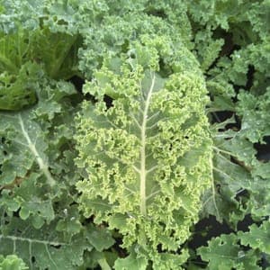 Chou Kale