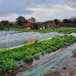 Les Légumes d'Hortense #4
