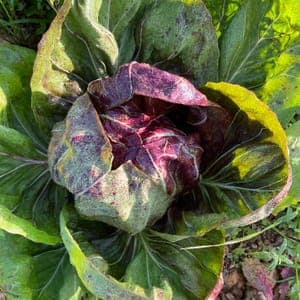 Salade chicorée rouge Trévise