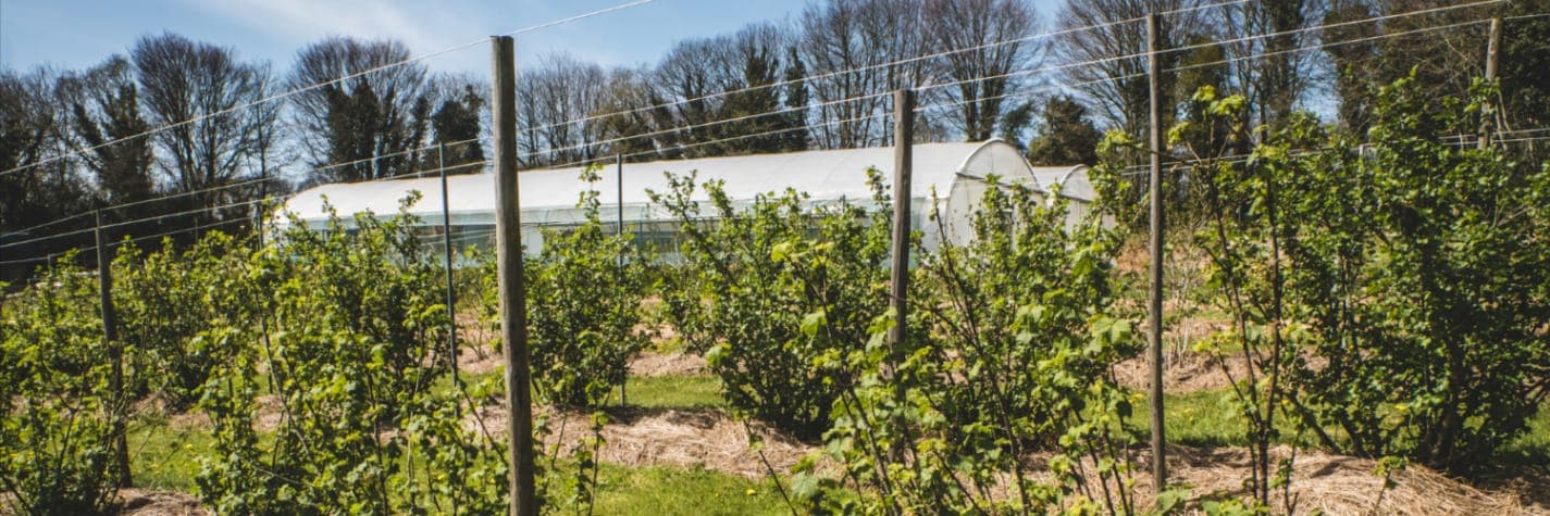 Bannière de DES FRUITS DES FLEURS