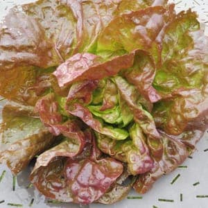 Laitue Merveille des Quatre Saisons