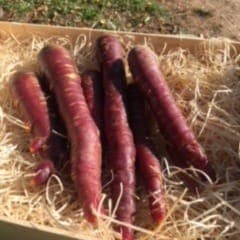 CAROTTES VIOLETTES ( 1 kg)