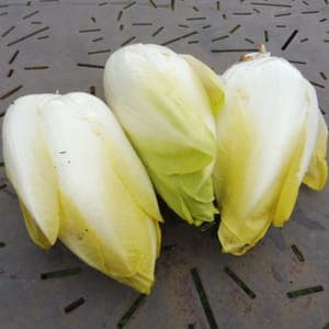 Endive Baccara