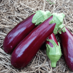 Aubergine