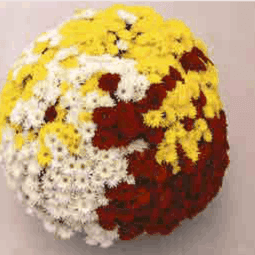 Pomponnette jardinière 40 cm mélange