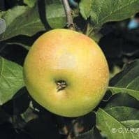 Pommier en racine nue variété