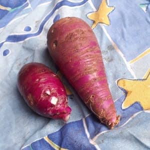 Radis bleu d'automne