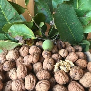 Noix bio du Périgord récolte 2024