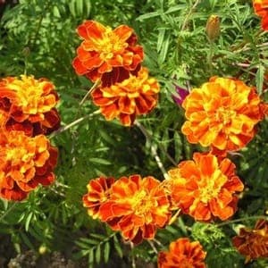 Plant d'Oeillet d'Inde 'Tagete erecta' - annuelle (étiquette jaune)