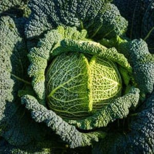 Plant de Chou milan frisé 'Paradiesler'