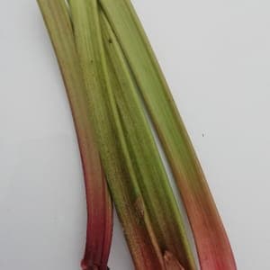 Rhubarbe