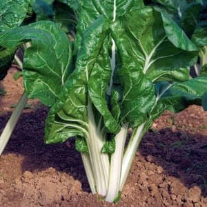 Plant de Blette feuille 'Ampuis 3'