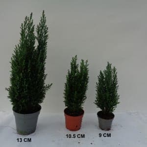 Sapin pot 13 cm