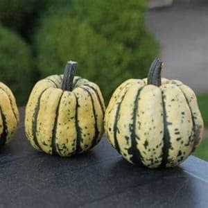 *Courges