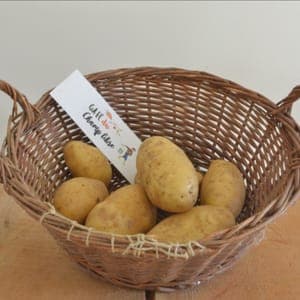 pomme de terre ditta