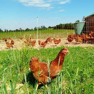 6 oeufs fermiers