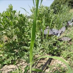 La Ferme des Peupliers Noirs #2