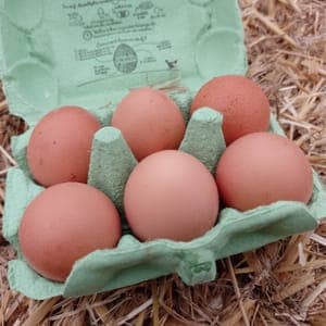 Oeufs - Boite de 6