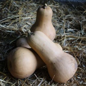 Butternut