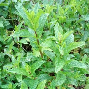 Menthe verte