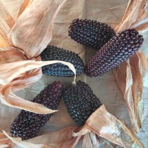 Plant de Maïs 'Pop corn noir' (étiquette violette)