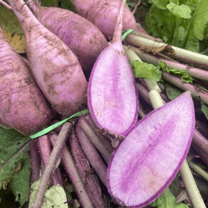 Radis violet