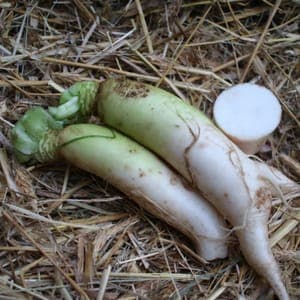 Radis Daikon