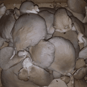 Champignons Pleurotes