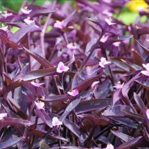 Tradescantia "pallida"