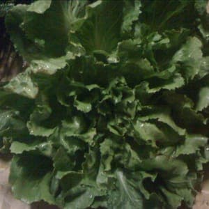 salade scarole bio
