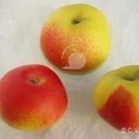 Pommier en racine nue variété