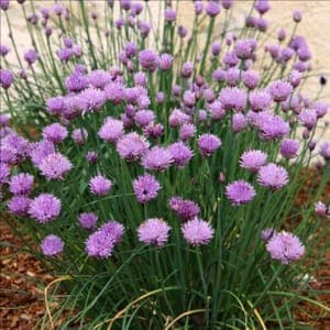 Plant de Ciboulette commune