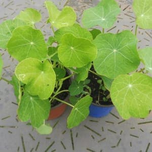 Plant Capucine Naine