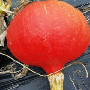 Courge Potimarron Red Kuri