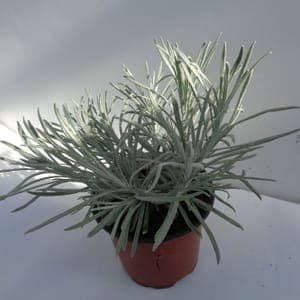 Hélichrysum