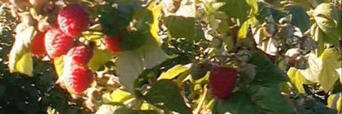 Bannière de GAEC La Ferme du Montaurat