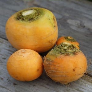 Navet boule d'or