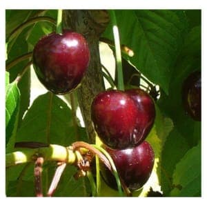 Cerisier "Bigarreau Jaboulay"