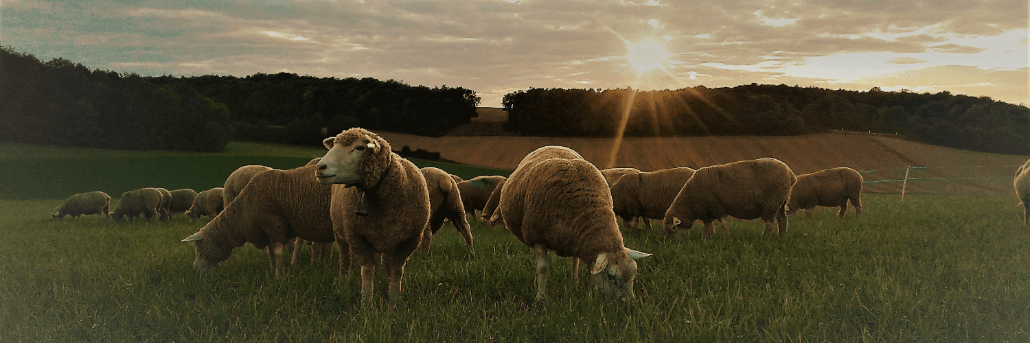 Bannière de Les moutons de Manon