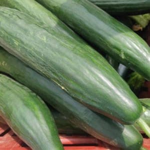 CONCOMBRE LONG